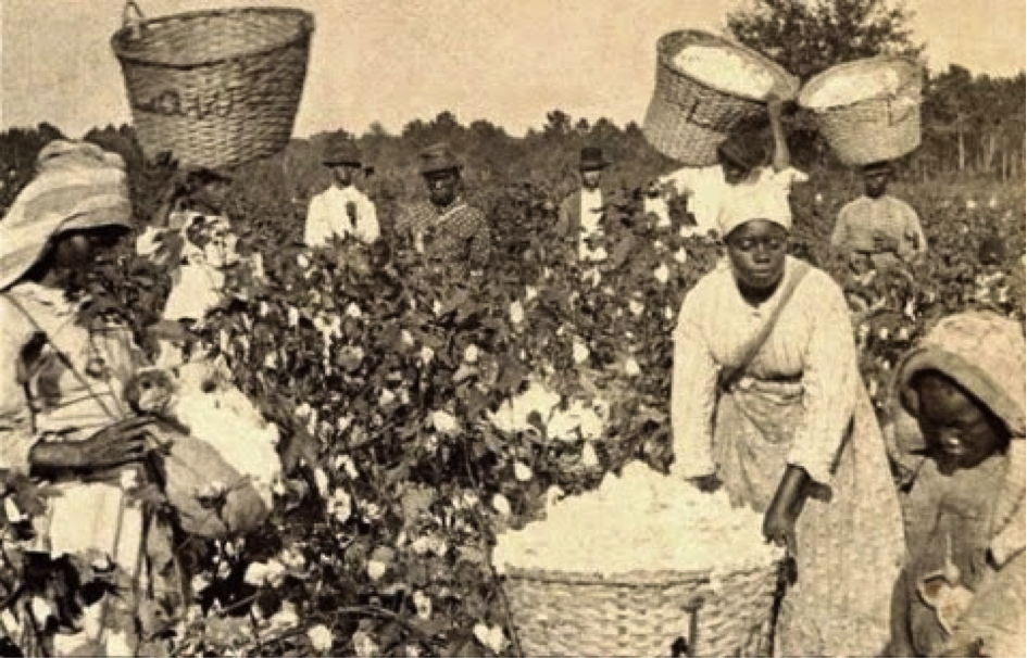 Travail dans les plantations de coton